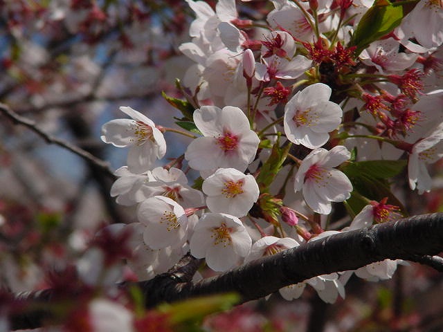 病因病理：弁証論治