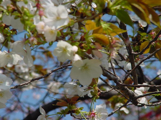 不育、糖質制限、妊娠弁証論治