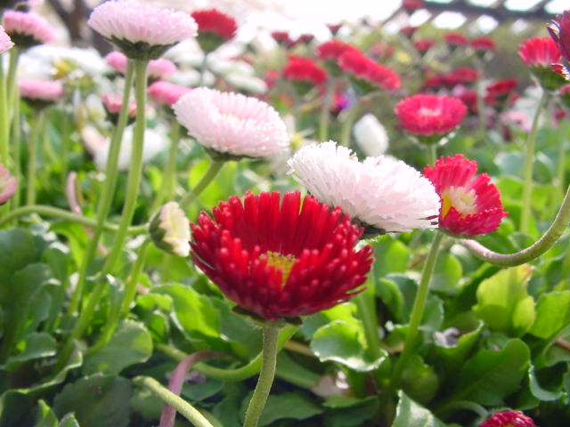 病因病理：弁証論治