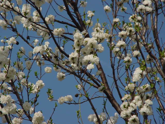 体外受精後自然妊娠した弁証論治