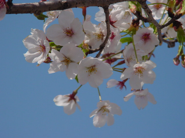 病因病理：弁証論治