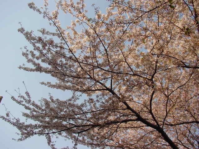 卵巣機能不全→出産弁証論治