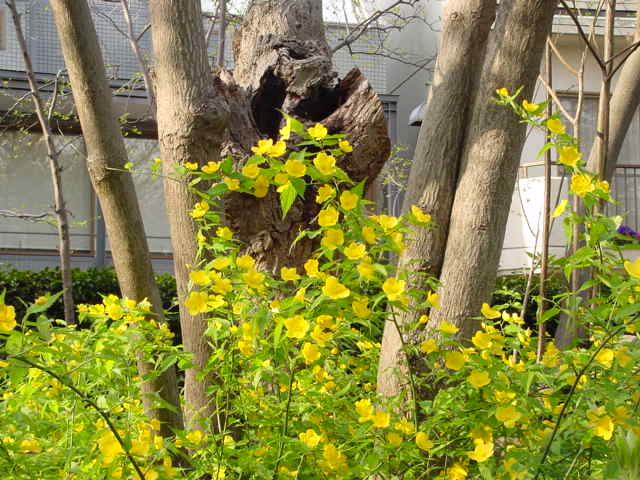 病因病理:弁証論治