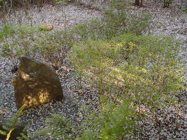 病因病理：弁証論治