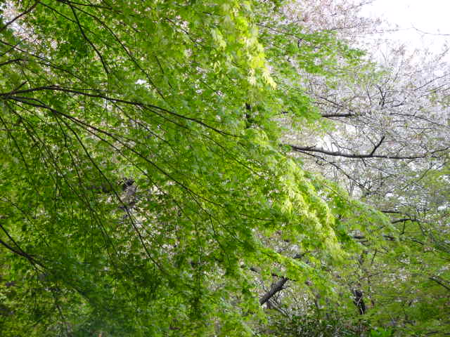 IVF-ET後の自然妊娠：おひさま弁証論治