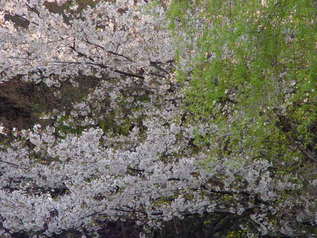 病因病理：弁証論治