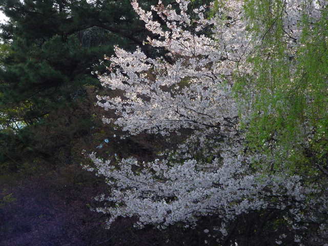 ４２歳　1度体外後自然妊娠した弁証論治