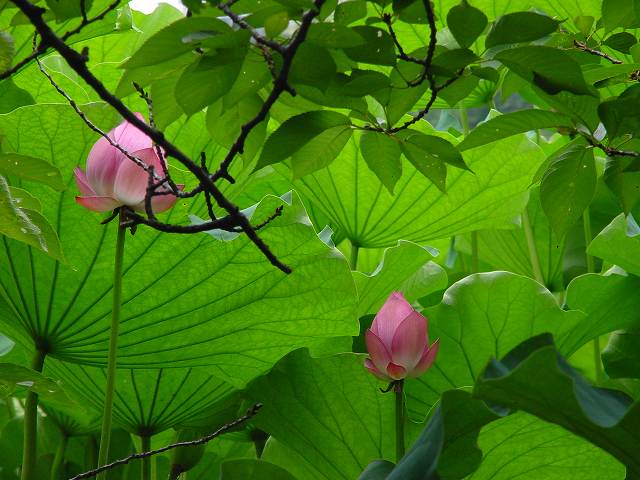 病因病理：弁証論治