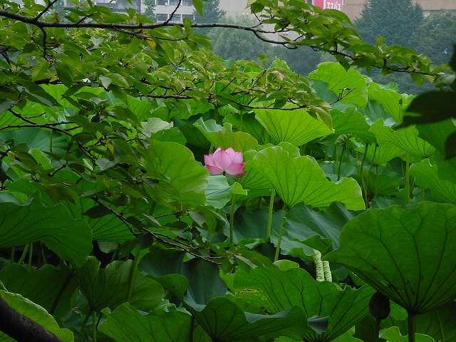 治療指針：生活提言