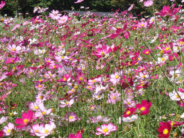 病因病理：弁証論治