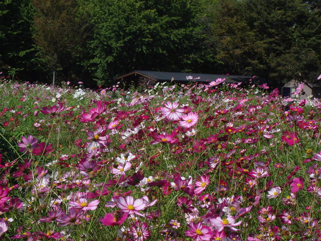 治療指針：生活提言