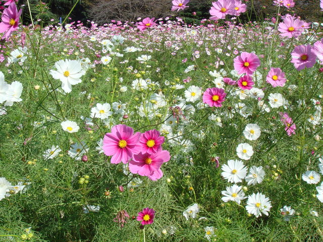 治療指針：生活提言