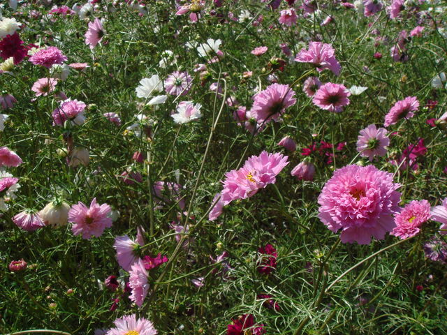 不妊　冷え性　弁証論治