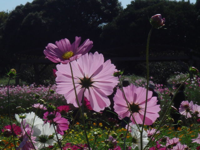 病因病理：弁証論治