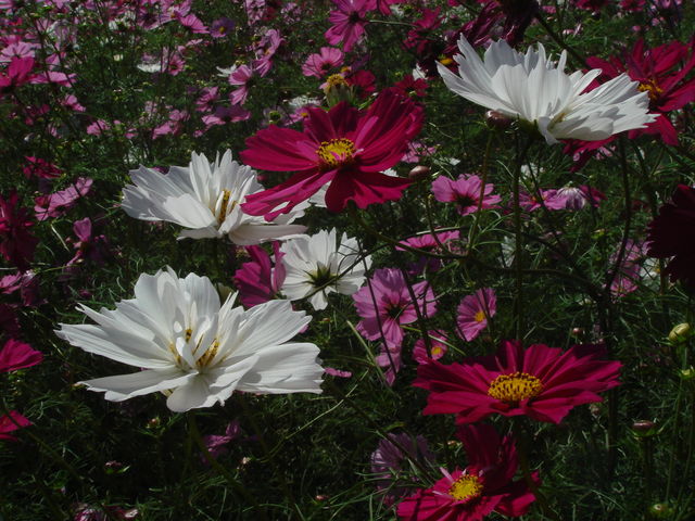 不妊・鬱っぽい弁証論治