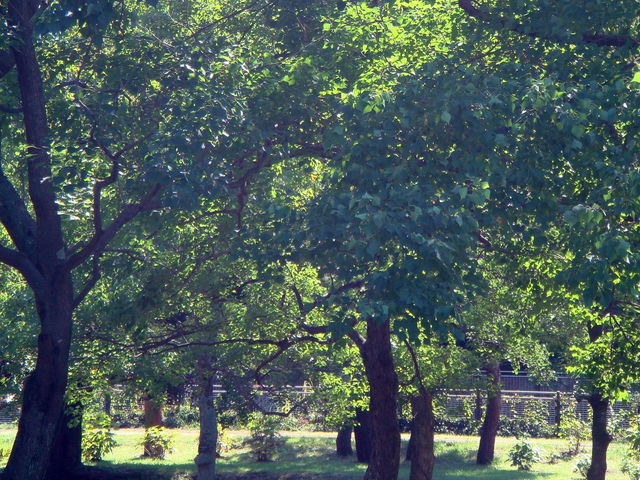 病因病理：弁証論治