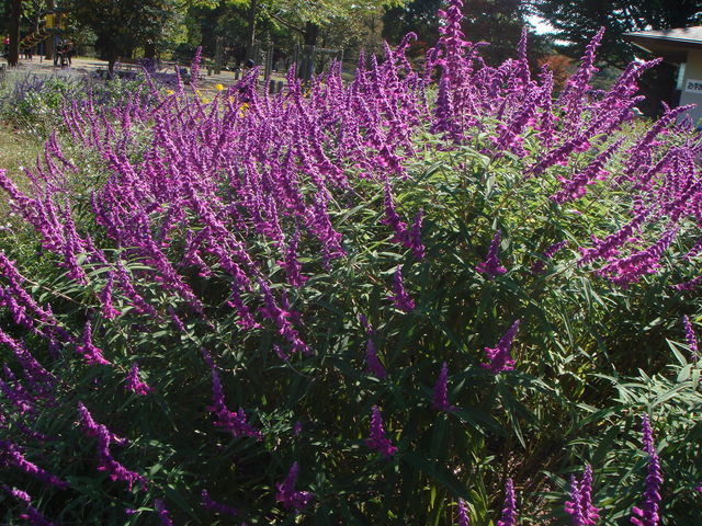 爪もみで悪化した潰瘍性大腸炎の弁証論治