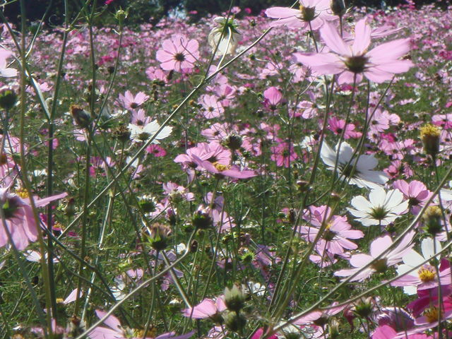 治療指針：生活提言：治療経過