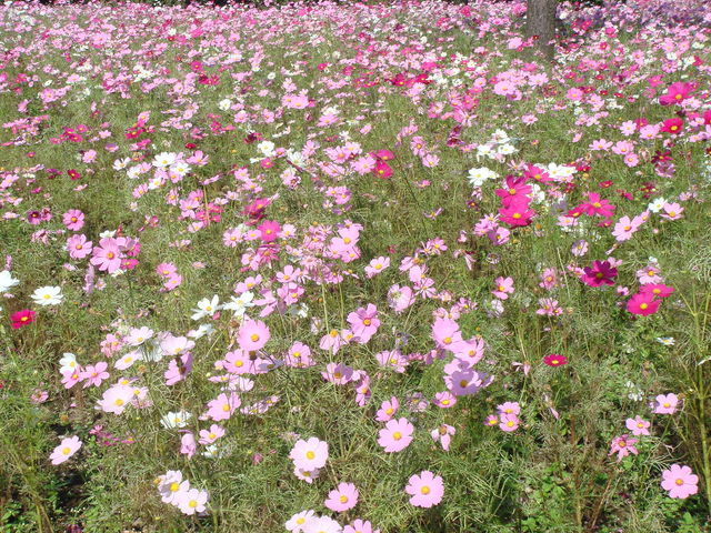 不妊治療による体調不良弁証論治