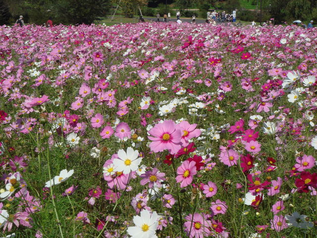 病因病理：弁証論治