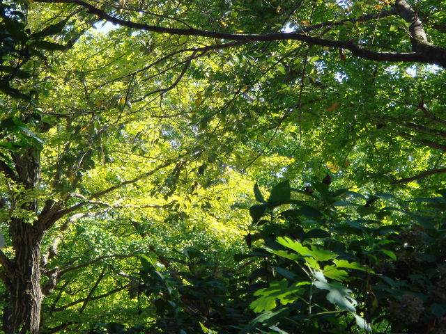 病因病理：弁証論治