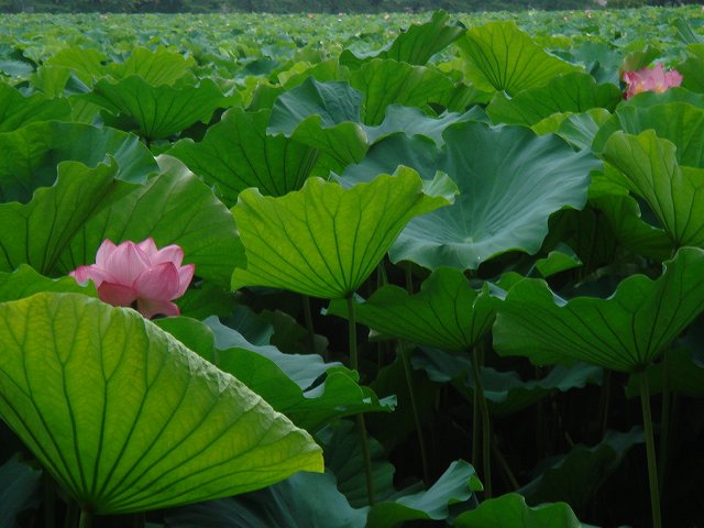 病因病理：弁証論治