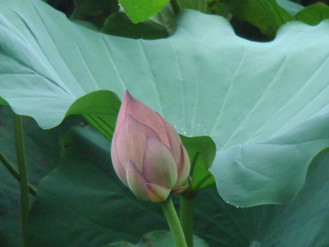 呼吸しづらい弁証論治