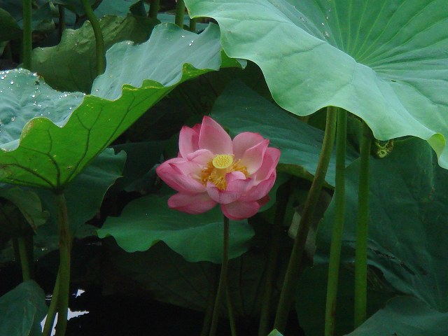 病因病理：弁証論治