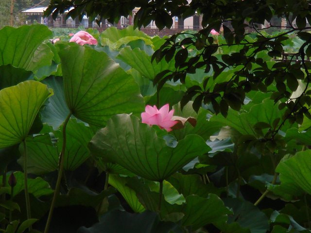 病因病理：弁証論治