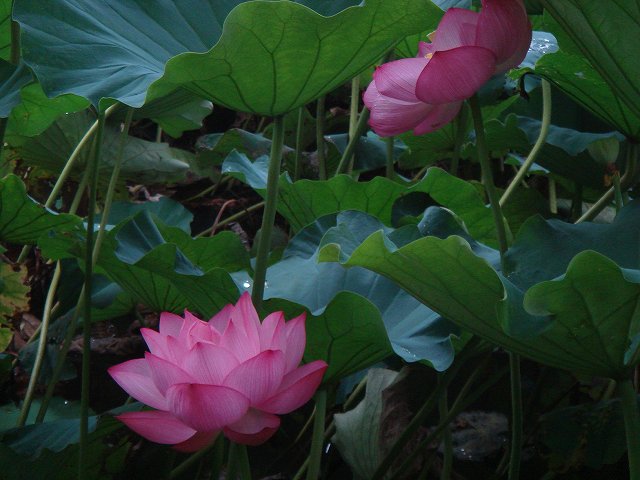 治療指針：生活提言