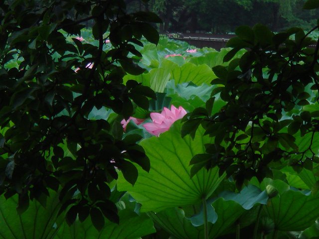 手足の冷え、血便、不妊弁証論治