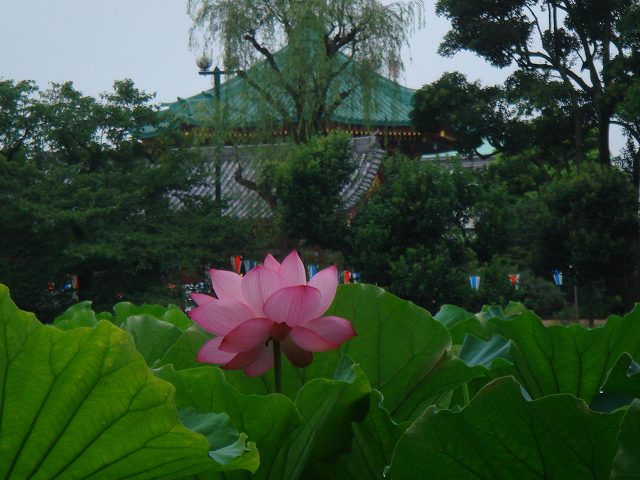 きつい耳鳴り、喉の締め付け弁証論治