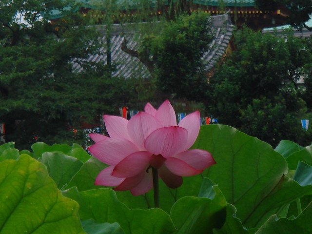 治療指針：生活提言：治療経過