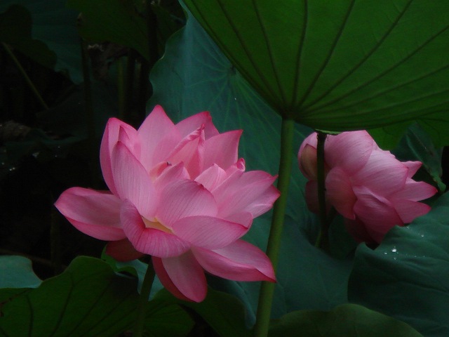 『卵の質はよくなるのでしょうか？』弁証論治治療指針：生活提言：治療経過