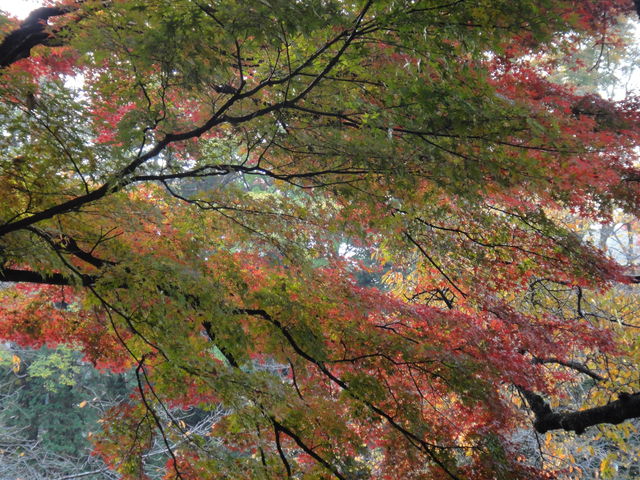 病因病理：弁証論治