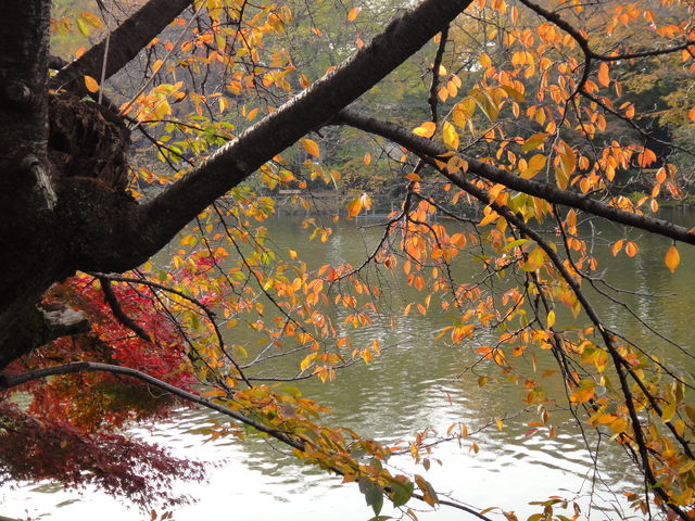 病因病理：弁証論治