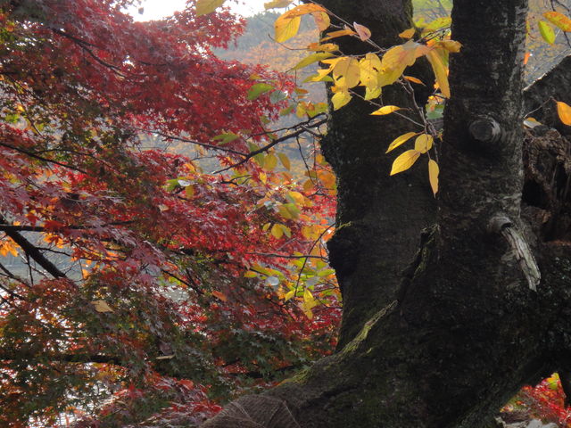 治療指針：生活提言