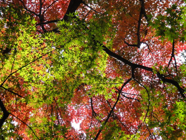 不妊不育からの出産弁証論治