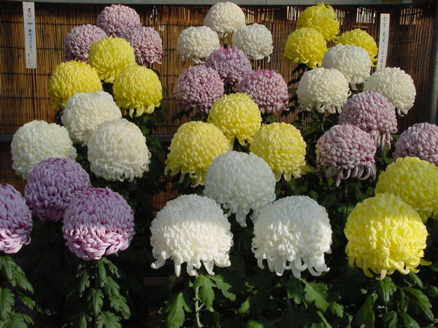 病因病理：弁証論治