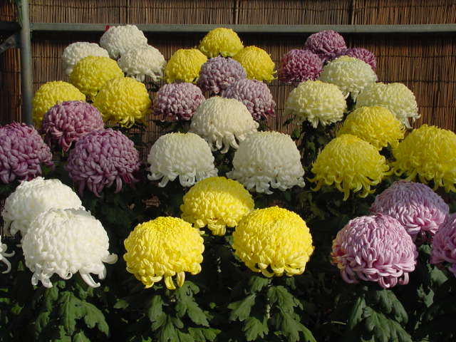 子宮内膜症の弁証論治