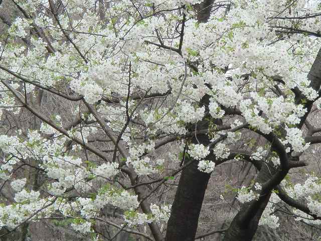 3年余りの不妊、９診にて自然妊娠弁証論治