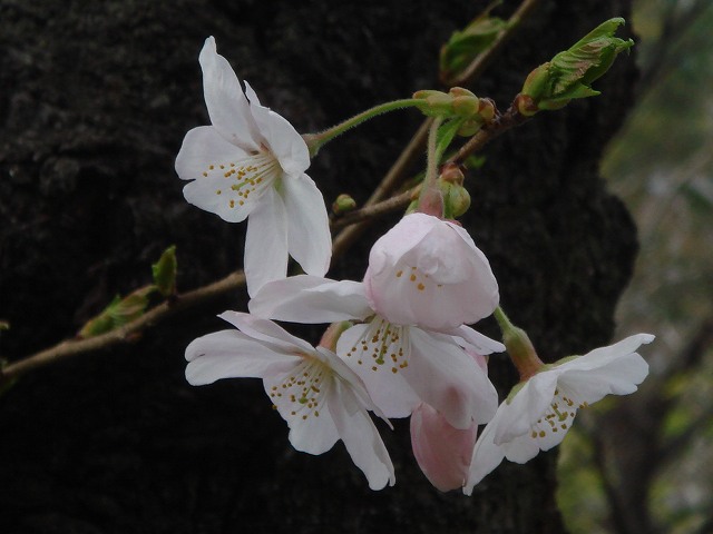 病因病理：弁証論治