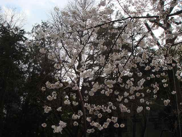 治療指針：生活提言：治療経過