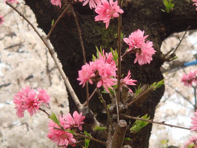 病因病理：弁証論治