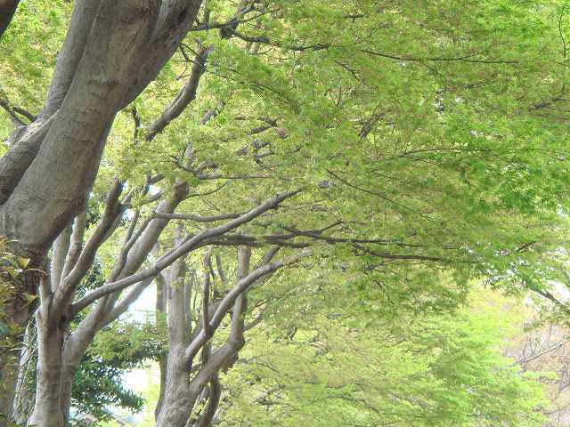 治療指針：生活提言：治療経過