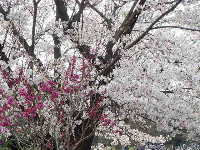 15回の移植失敗→妊娠弁証論治（42才出産）