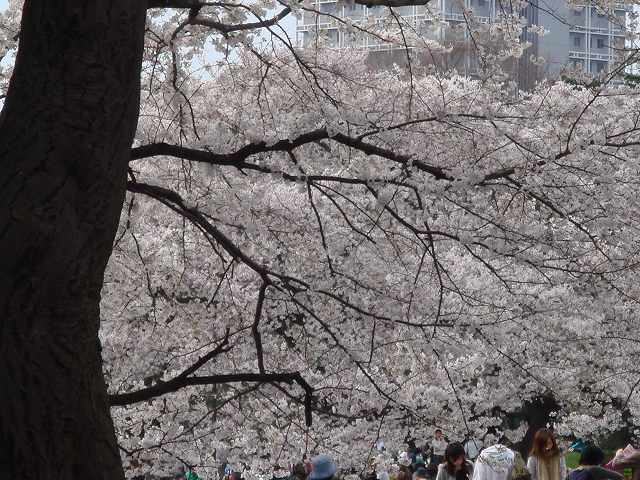 病因病理：弁証論治