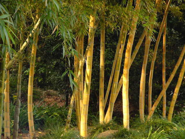 病因病理：弁証論治