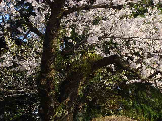 病因病理：弁証論治