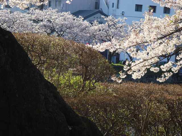身体作りののち妊娠した弁証論治